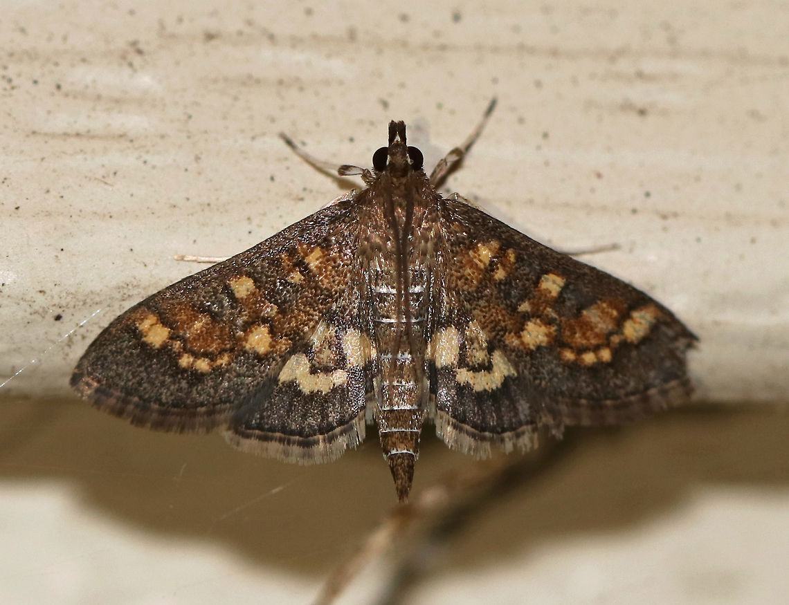 Dark Diacme - Diacme adipaloides WS: ~15 mm. FW is grayish brown with irregular pale orange bands. HW is paler yellow with a wide brown border.<br />
<br />
Habitat: Attracted to a light in a semi-rural area Darker diacme moth,Diacme adipaloides,Geotagged,Spring,United States,moth