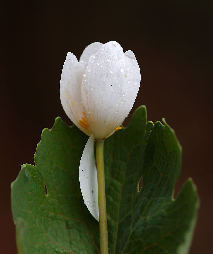 Bloodroot - Sanguinaria canadensis A fragile spring flower that opens in full sunlight and then closes at night. The blood-red root was traditionally used as a dye in addition to many medicinal uses. But, it has toxic properties and is not recommended to be ingested.<br />
<br />
Habitat: Wooded wetland<br />
<figure class="photo"><a href="https://www.jungledragon.com/image/77772/bloodroot_-_sanguinaria_canadensis.html" title="Bloodroot - Sanguinaria canadensis"><img src="https://s3.amazonaws.com/media.jungledragon.com/images/3232/77772_thumb.jpg?AWSAccessKeyId=05GMT0V3GWVNE7GGM1R2&Expires=1759968010&Signature=oRLFDuxmmNBsK3pd7ChBbnI%2FrBA%3D" width="122" height="152" alt="Bloodroot - Sanguinaria canadensis A fragile spring flower that opens in full sunlight and then closes at night. The blood-red root was traditionally used as a dye in addition to many medicinal uses. But, it has toxic properties and is not recommended to be ingested.<br />
<br />
<br />
<br />
Habitat: Wooded wetland<br />
https://www.jungledragon.com/image/77771/bloodroot_-_sanguinaria_canadensis.html<br />
https://www.jungledragon.com/image/77770/bloodroot_-_sanguinaria_canadensis.html Bloodroot,Geotagged,Sanguinaria canadensis,Spring,United States" /></a></figure><br />
<figure class="photo"><a href="https://www.jungledragon.com/image/77771/bloodroot_-_sanguinaria_canadensis.html" title="Bloodroot - Sanguinaria canadensis"><img src="https://s3.amazonaws.com/media.jungledragon.com/images/3232/77771_thumb.jpg?AWSAccessKeyId=05GMT0V3GWVNE7GGM1R2&Expires=1759968010&Signature=Thuaa74HilwjG33ONqE1RklHAuc%3D" width="200" height="154" alt="Bloodroot - Sanguinaria canadensis A fragile spring flower that opens in full sunlight and then closes at night. The blood-red root was traditionally used as a dye in addition to many medicinal uses. But, it has toxic properties and is not recommended to be ingested.<br />
<br />
*This photo shows the reddish orange goo that leaks out when the stem is cut. I tried to dig up the root with my fingers, but didn't have any luck. I'll have to be more prepared next time!<br />
<br />
Habitat: Wooded wetland<br />
https://www.jungledragon.com/image/77772/bloodroot_-_sanguinaria_canadensis.html<br />
https://www.jungledragon.com/image/77770/bloodroot_-_sanguinaria_canadensis.html Bloodroot,Geotagged,Sanguinaria canadensis,Spring,United States" /></a></figure> Bloodroot,Geotagged,Sanguinaria canadensis,Spring,United States