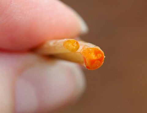 Bloodroot - Sanguinaria canadensis A fragile spring flower that opens in full sunlight and then closes at night. The blood-red root was traditionally used as a dye in addition to many medicinal uses. But, it has toxic properties and is not recommended to be ingested.

*This photo shows the reddish orange goo that leaks out when the stem is cut. I tried to dig up the root with my fingers, but didn't have any luck. I'll have to be more prepared next time!

Habitat: Wooded wetland
https://www.jungledragon.com/image/77772/bloodroot_-_sanguinaria_canadensis.html
https://www.jungledragon.com/image/77770/bloodroot_-_sanguinaria_canadensis.html Bloodroot,Geotagged,Sanguinaria canadensis,Spring,United States