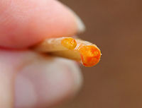 Bloodroot - Sanguinaria canadensis A fragile spring flower that opens in full sunlight and then closes at night. The blood-red root was traditionally used as a dye in addition to many medicinal uses. But, it has toxic properties and is not recommended to be ingested.<br />
<br />
*This photo shows the reddish orange goo that leaks out when the stem is cut. I tried to dig up the root with my fingers, but didn't have any luck. I'll have to be more prepared next time!<br />
<br />
Habitat: Wooded wetland<br />
https://www.jungledragon.com/image/77772/bloodroot_-_sanguinaria_canadensis.html<br />
https://www.jungledragon.com/image/77770/bloodroot_-_sanguinaria_canadensis.html Bloodroot,Geotagged,Sanguinaria canadensis,Spring,United States