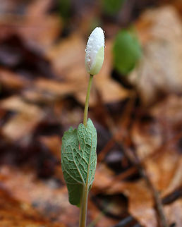 Bloodroot - Sanguinaria canadensis A fragile spring flower that opens in full sunlight and then closes at night. The blood-red root was traditionally used as a dye in addition to many medicinal uses. But, it has toxic properties and is not recommended to be ingested.



Habitat: Wooded wetland
https://www.jungledragon.com/image/77771/bloodroot_-_sanguinaria_canadensis.html
https://www.jungledragon.com/image/77770/bloodroot_-_sanguinaria_canadensis.html Bloodroot,Geotagged,Sanguinaria canadensis,Spring,United States
