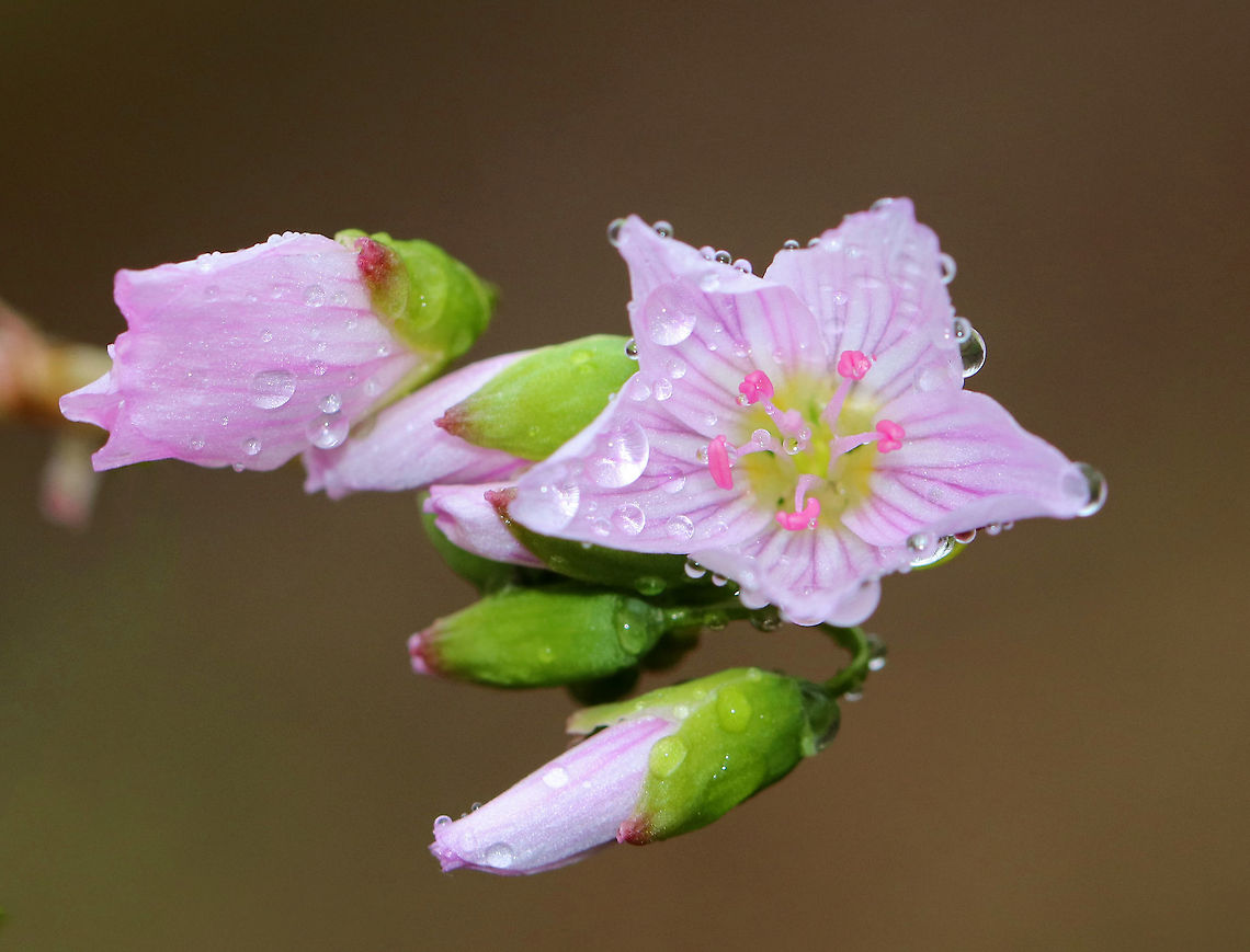 Spring Beauty - Claytonia virginica Low plant with clusters of white flowers that are striped with pink. Flowers have 5 petals with 5 stamens and pink anthers. <br />
<br />
This plant grows from a underground tuber, which early American colonists and Native Americans used for food. The tubers have a sweet, chestnut-like flavor. <br />
<br />
Habitat: Wooded wetland<br />
 Claytonia,Claytonia virginica,Eastern spring beauty,Geotagged,Spring,United States