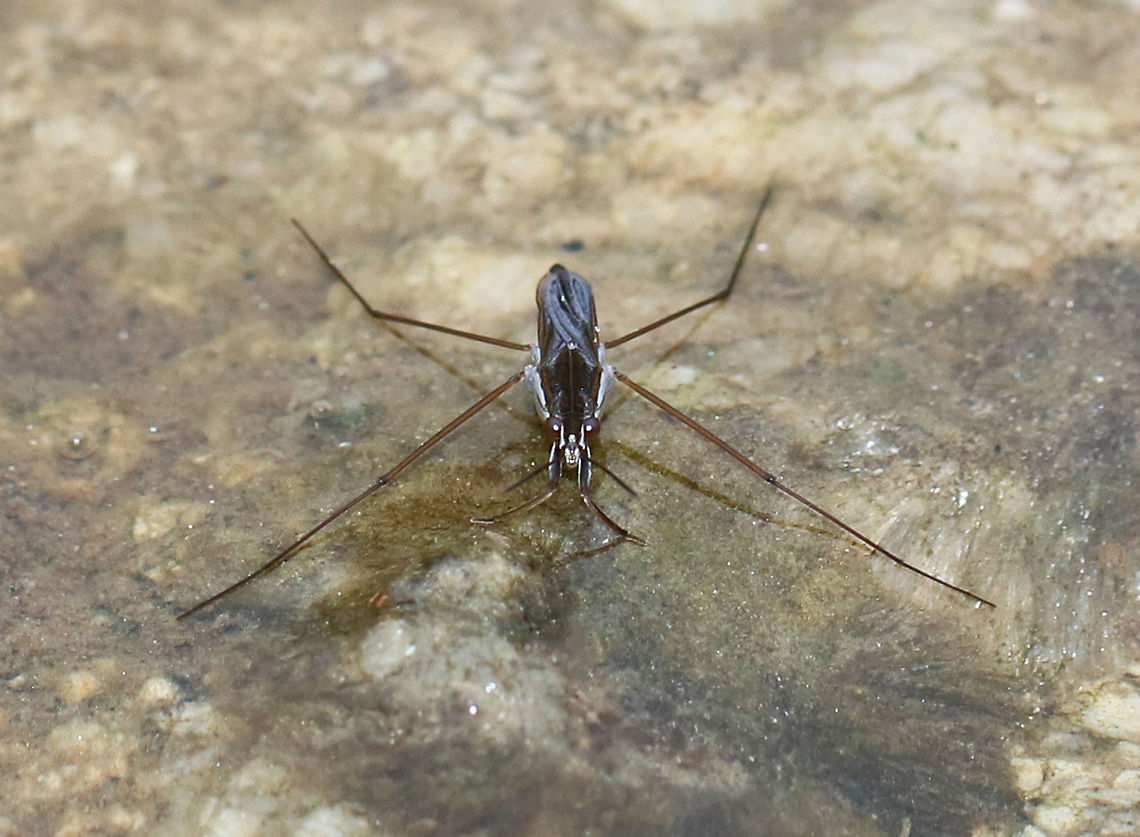 Water Strider - Gerris comatus Size: Less than 10 mm.<br />
<br />
Water striders are assisted in walking on water by water-repellent hairs on their feet. They also have claws inserted up above the foot, rather than at the end of the foot. The surface of the water is like a spider's web for water striders. If any unlucky insect breaks the surface tension of the water, it sends a ripple across the surface, thus attracting these super fast insects to race over and eat the unfortunate insect.<br />
<br />
Habitat: Pond Geotagged,Gerris comatus,Spring,United States,Water strider,gerridae,gerris