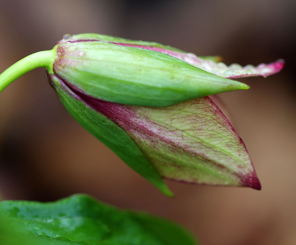 Red Trillium - Trillium erectum Just starting to bloom!<br />
<br />
Purple-red flowers have 3 petals that are above whorls of pointed triple leaves. The petals have a foul smell, which attracts carrion flies (and other insects) that act as pollinators.<br />
<br />
Habitat: Wooded wetland<br />
<figure class="photo"><a href="https://www.jungledragon.com/image/77777/red_trillium_-_trillium_erectum.html" title="Red Trillium - Trillium erectum"><img src="https://s3.amazonaws.com/media.jungledragon.com/images/3232/77777_thumb.jpg?AWSAccessKeyId=05GMT0V3GWVNE7GGM1R2&Expires=1759968010&Signature=kdwTFZO82eV06WaWdv8nuU1pZuU%3D" width="126" height="152" alt="Red Trillium - Trillium erectum Just starting to bloom!<br />
<br />
Purple-red flowers have 3 petals that are above whorls of pointed triple leaves. The petals have a foul smell, which attracts carrion flies (and other insects) that act as pollinators.<br />
<br />
Habitat: Wooded wetland<br />
https://www.jungledragon.com/image/77776/red_trillium_-_trillium_erectum.html Geotagged,Red trillium,Spring,Trillium erectum,United States" /></a></figure> Geotagged,Red trillium,Spring,Trillium erectum,United States,trillium