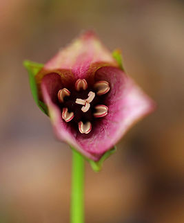 Red Trillium - Trillium erectum Just starting to bloom!

Purple-red flowers have 3 petals that are above whorls of pointed triple leaves. The petals have a foul smell, which attracts carrion flies (and other insects) that act as pollinators.

Habitat: Wooded wetland
https://www.jungledragon.com/image/77776/red_trillium_-_trillium_erectum.html Geotagged,Red trillium,Spring,Trillium erectum,United States