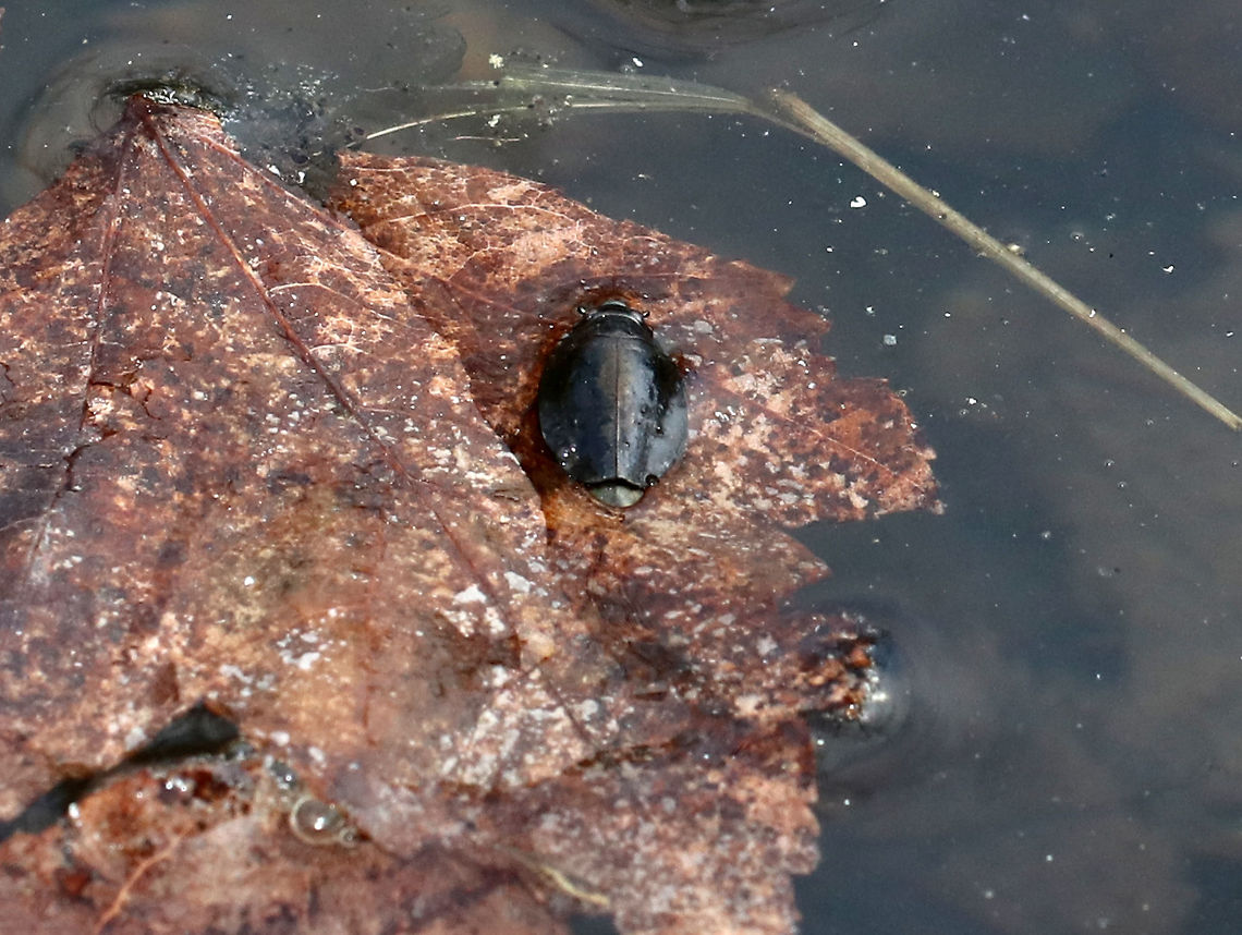 Whirligig Beetle  - Dineutus emarginatus TL: ~ 10 mm. Broadly oval, black beetl. Elytral apices are not finely notched.<br />
<br />
Habitat: Spotted hitching a ride on a leaf in a woodland pond.<br />
<br />
Whirligig beetles are so named because of their wild gyrations on the surface of the water. They are the only beetles that use surface tension for support.  They feast on insects and produce defensive secretions from their abdomens that deter predation and alert other whirligigs to danger. What is super fascinating is that this secretion is also a water repellent that lowers surface tension so that the whirligigs can ride a wave of recoiling water molecules. The secretions smell like very potent apples...<br />
 Dineutus,Dineutus emarginatus,Geotagged,Gyrinidae,Spring,United States,beetle,whirligig beetle