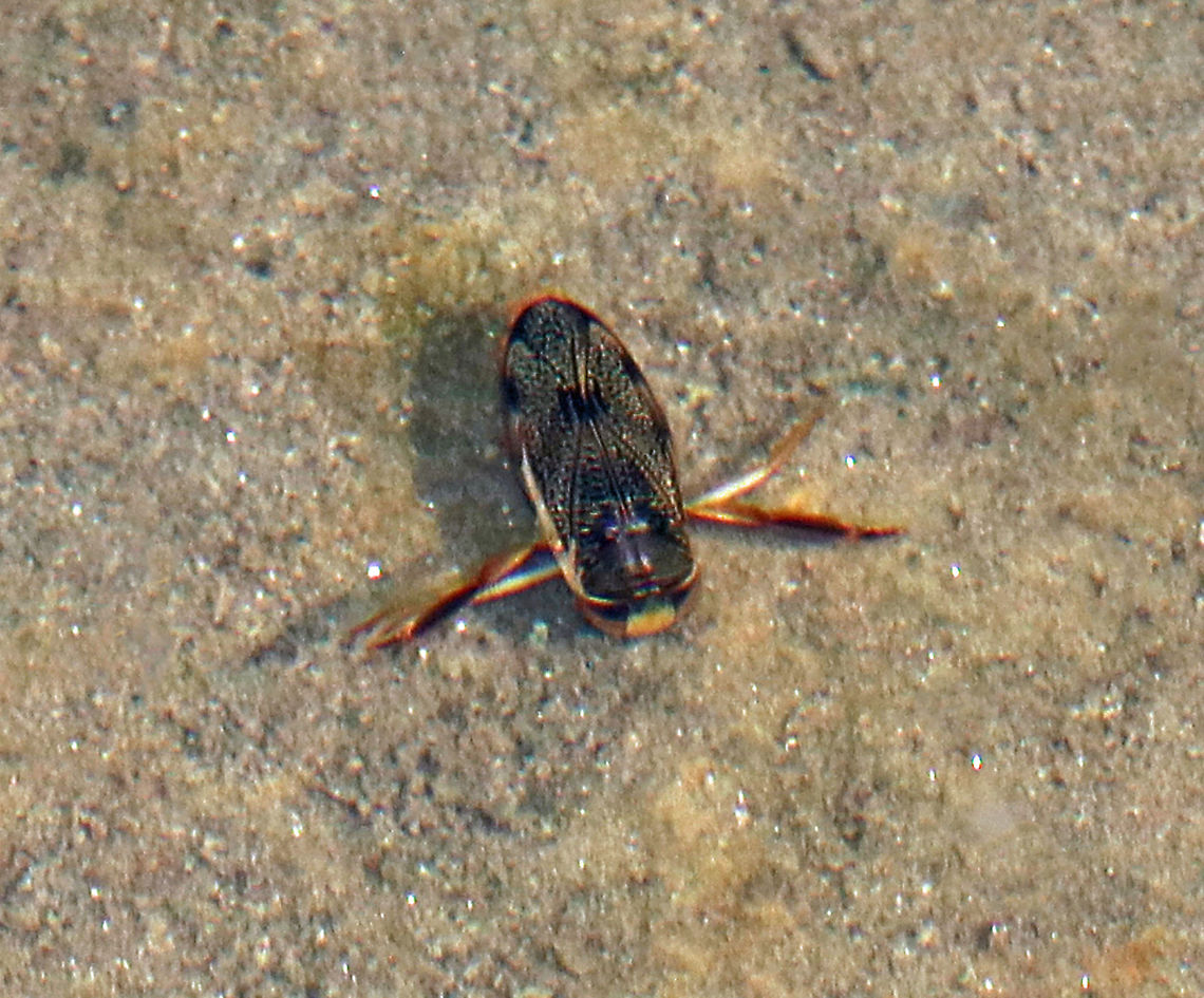 Water Boatman - Hesperocorixa interrupta Sorry for the poor photo!<br />
<br />
Habitat: Small woodland pond<br />
<br />
 Geotagged,Hesperocorixa,Hesperocorixa interrupta,Spring,United States,water boatman