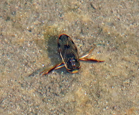 Water Boatman - Hesperocorixa interrupta Sorry for the poor photo!

Habitat: Small woodland pond

 Geotagged,Hesperocorixa,Hesperocorixa interrupta,Spring,United States,water boatman