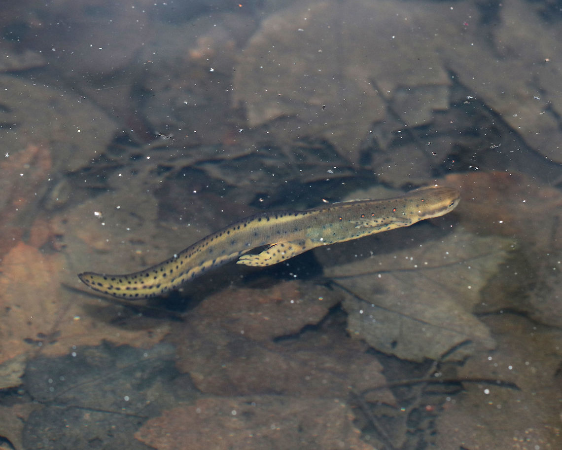 Eastern Newt (Adult) - Notophthalmus viridescens I saw several of these salamanders swimming in a small pond in a deciduous forest. <br />
<br />
This is the adult form of this salamander. Dorsally, they are olive green with small red spots that are outlined in black, while their bellies are yellow with small black speckles. The juveniles (red efts) are easily recognized for their bright orange-red color. Adults are aquatic, but they can survive on land if their aquatic habitat becomes unsuitable or if there&#039;s a drought.<br />
<br />
In this video, you can see it trying to decide whether or not to eat a dead beetle. Ultimately, it decided not to:<br />
<section class="video"><iframe width="448" height="252" src="https://player.vimeo.com/video/331826359?title=0&byline=0&portrait=0" frameborder="0"></iframe></section> Eastern newt,Geotagged,Notophthalmus viridescens,Spring,United States,newt,salamander