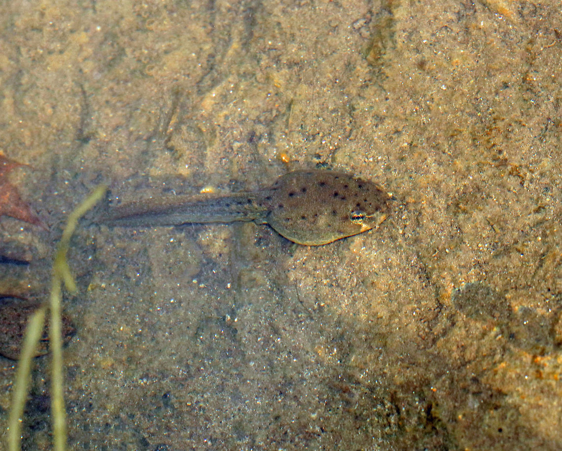 Wood Frog Tadpole -  Lithobates sylvaticus It can take 3 months to 2 years for tadpoles to absorb their tails, grow legs, and develop lungs so they can emerge from the water as adult frogs!<br />
<br />
Habitat: Small woodland pond  Geotagged,Lithobates sylvaticus,Spring,United States,Wood frog,lithobates,tadpole