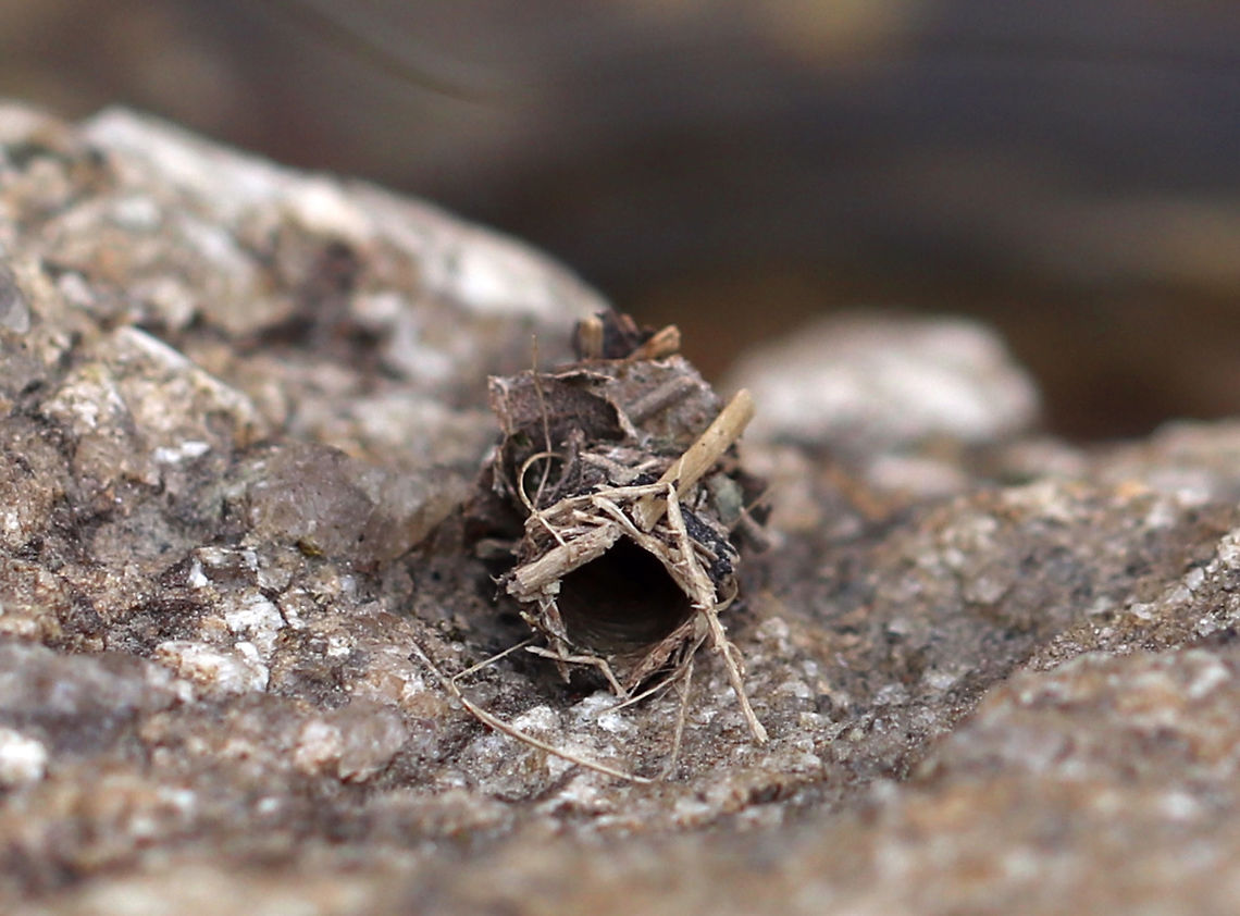 Caddisfly Case This case was tubular, made of mixed materials, and was open on both ends. It was 10-15 mm long and was vertically stuck (above the water line) to a rock that was hanging over a still, woodland pond. I'm assuming the water level was once higher and had covered the case at some point.<br />
<br />
 Geotagged,Spring,United States,caddisfly case,case,signs of wildlife