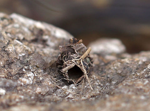 Caddisfly Case This case was tubular, made of mixed materials, and was open on both ends. It was 10-15 mm long and was vertically stuck (above the water line) to a rock that was hanging over a still, woodland pond. I'm assuming the water level was once higher and had covered the case at some point.

 Geotagged,Spring,United States,caddisfly case,case,signs of wildlife