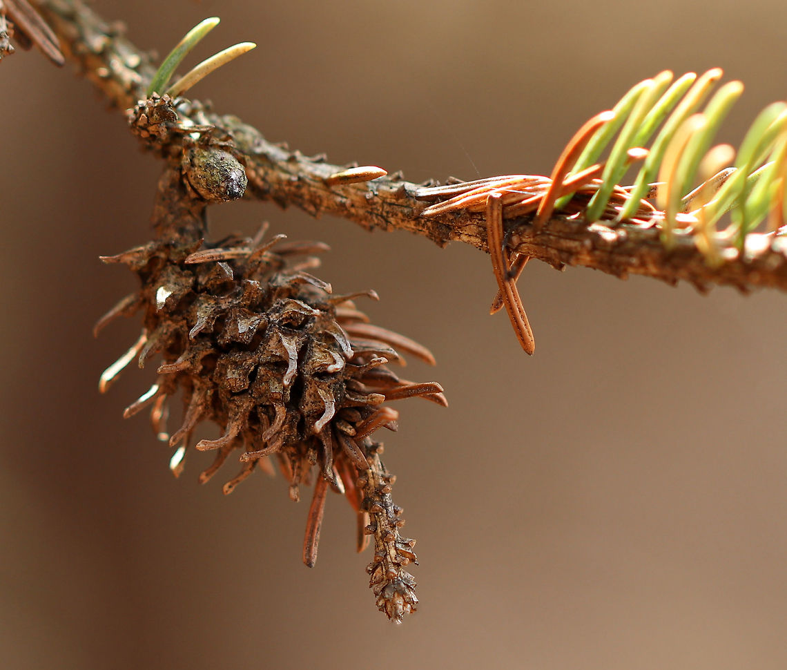 Pineapple Gall - Adelges abietis Adelgids overwinter as nymphs on twigs near the terminal buds. They mature around early May and lay their eggs, which hatch in about a week. The young insects then begin to feed on the buds that had been fed on by the overwintering nymphs previously. This feeding induces abnormal growth of plant cells and the progressive enlargement at the bases of infected needles. Eventually, the enlarging needles coalesce and form a characteristic pineapple-shaped gall within which the insect lives and grows. The galls split and the mature adelgids emerge, develop wings, fly to the needles of the same or some other spruce where lay eggs at the base of the new growth. The eggs soon hatch and the immature forms that emerge will feed until the onset of cold weather, overwinter at the needle bases and then resume their life cycle the following spring.<br />
<br />
Oddly, only females of this adelgid are known to occur.<br />
<br />
Habitat: White spruce (Picea glauca). This poor tree tree was covered in galls. Adelges,Adelges abietis,Geotagged,Pineapple gall adelgid,Spring,United States,gall,pineapple adelgid