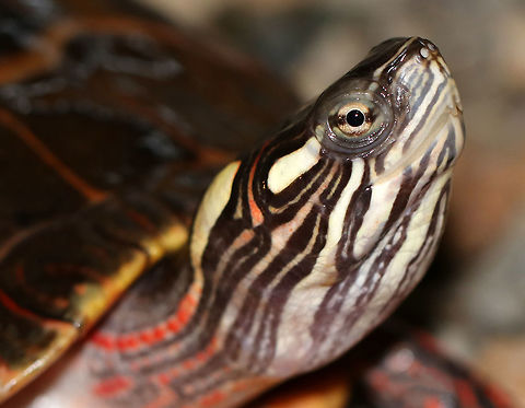 Painted Turtle - Chrysemys picta This turtle was really not shy. In fact, every time I tried to back up to get a better shot, it quickly scurried up to me. I have no idea why, but it was weird. I think it may have been begging? There are lots of turtles in the area and the nature center that owns the property has classes for children. So, maybe the kids feed the turtles?

 I never noticed the two, small tooth-like projections on their mouth before. I wonder what they are for?

 Chrysemys picta,Geotagged,Painted Turtle,Spring,United States,turtle