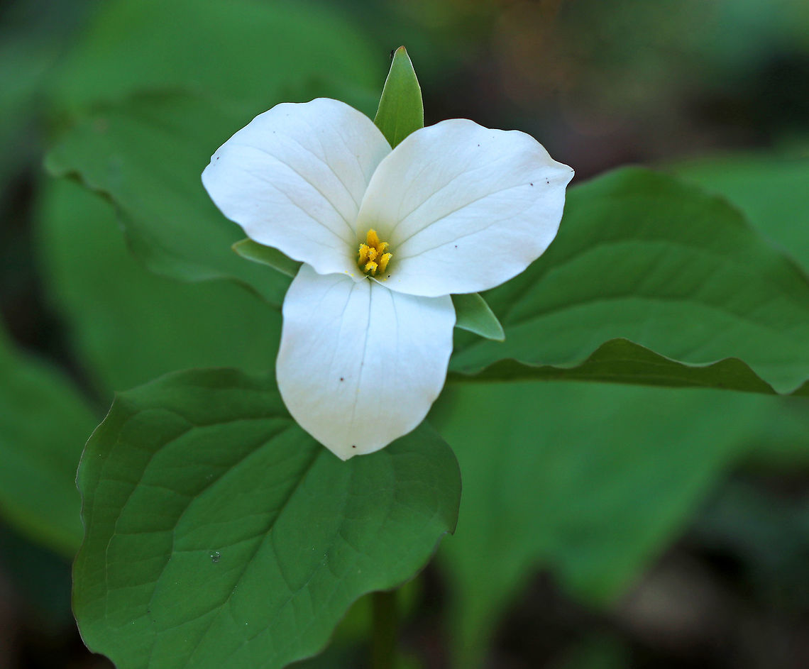 Great White Trillium - Trillium grandiflorum I was so surprised to see this trillium in full bloom. This is the earliest I&#039;ve ever found it - usually it doesn&#039;t bloom in NW Connecticut until the first or second week of May.<br />
<br />
Habitat: Mostly coniferous forest, beside a stream.  It was a warm, sunny day, but still dark in the forest. Geotagged,Great white trillium,Spring,Trillium grandiflorum,United States,trillium,white
