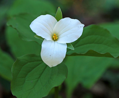 Great White Trillium - Trillium grandiflorum I was so surprised to see this trillium in full bloom. This is the earliest I've ever found it - usually it doesn't bloom in NW Connecticut until the first or second week of May.

Habitat: Mostly coniferous forest, beside a stream.  It was a warm, sunny day, but still dark in the forest. Geotagged,Great white trillium,Spring,Trillium grandiflorum,United States,trillium,white