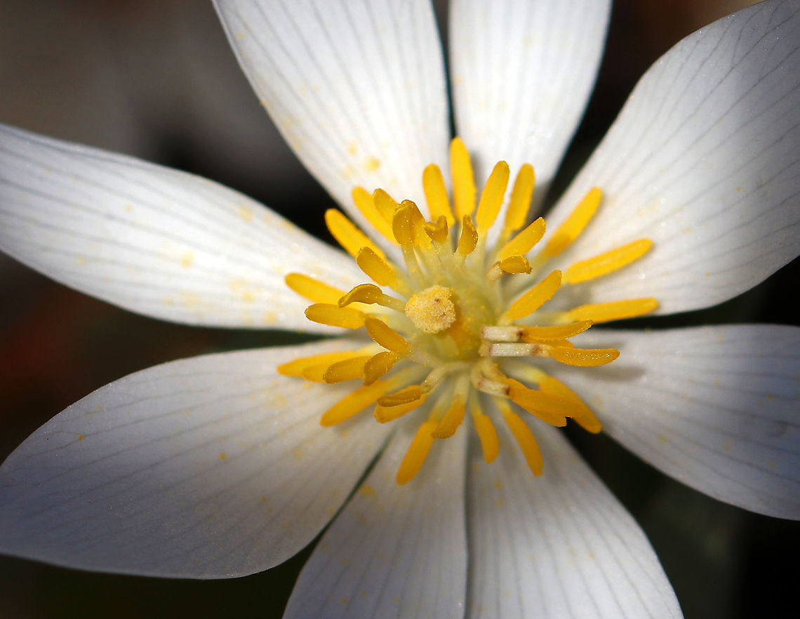 Bloodroot - Sanguinaria canadensis A fragile spring flower that opens in full sunlight and then closes at night. The blood-red root was traditionally used as a dye in addition to many medicinal uses. But, it has toxic properties and is not recommended to be ingested.<br />
<br />
I think it&#039;s interesting that it opens in full sun (and it was a very sunny day), but the woods were soooo dark and it was only receiving dappled light.<br />
<figure class="photo"><a href="https://www.jungledragon.com/image/77914/bloodroot_-_sanguinaria_canadensis.html" title="Bloodroot - Sanguinaria canadensis"><img src="https://s3.amazonaws.com/media.jungledragon.com/images/3232/77914_thumb.jpg?AWSAccessKeyId=05GMT0V3GWVNE7GGM1R2&Expires=1759968010&Signature=jBnXdL74rR5tmwBtGymINscazr4%3D" width="200" height="160" alt="Bloodroot - Sanguinaria canadensis A fragile spring flower that opens in full sunlight and then closes at night. The blood-red root was traditionally used as a dye in addition to many medicinal uses. But, it has toxic properties and is not recommended to be ingested.<br />
<br />
I think it&#039;s interesting that it opens in full sun (and it was a very sunny day), but the woods were soooo dark and it was only receiving dappled light.<br />
https://www.jungledragon.com/image/77913/bloodroot_-_sanguinaria_canadensis.html<br />
https://www.jungledragon.com/image/77912/bloodroot_-_sanguinaria_canadensis.html Bloodroot,Geotagged,Sanguinaria canadensis,Spring,United States" /></a></figure><br />
<figure class="photo"><a href="https://www.jungledragon.com/image/77913/bloodroot_-_sanguinaria_canadensis.html" title="Bloodroot - Sanguinaria canadensis"><img src="https://s3.amazonaws.com/media.jungledragon.com/images/3232/77913_thumb.jpg?AWSAccessKeyId=05GMT0V3GWVNE7GGM1R2&Expires=1759968010&Signature=zmrOcFUbILTlAYPrebQL6G3npfY%3D" width="200" height="152" alt="Bloodroot - Sanguinaria canadensis A fragile spring flower that opens in full sunlight and then closes at night. The blood-red root was traditionally used as a dye in addition to many medicinal uses. But, it has toxic properties and is not recommended to be ingested.<br />
<br />
I think it&#039;s interesting that it opens in full sun (and it was a very sunny day), but the woods were soooo dark and it was only receiving dappled light.<br />
https://www.jungledragon.com/image/77914/bloodroot_-_sanguinaria_canadensis.html<br />
https://www.jungledragon.com/image/77912/bloodroot_-_sanguinaria_canadensis.html Bloodroot,Geotagged,Sanguinaria canadensis,Spring,United States" /></a></figure> Bloodroot,Geotagged,Sanguinaria canadensis,Spring,United States