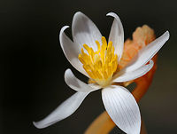 Bloodroot - Sanguinaria canadensis A fragile spring flower that opens in full sunlight and then closes at night. The blood-red root was traditionally used as a dye in addition to many medicinal uses. But, it has toxic properties and is not recommended to be ingested.<br />
<br />
I think it's interesting that it opens in full sun (and it was a very sunny day), but the woods were soooo dark and it was only receiving dappled light.<br />
https://www.jungledragon.com/image/77914/bloodroot_-_sanguinaria_canadensis.html<br />
https://www.jungledragon.com/image/77912/bloodroot_-_sanguinaria_canadensis.html Bloodroot,Geotagged,Sanguinaria canadensis,Spring,United States