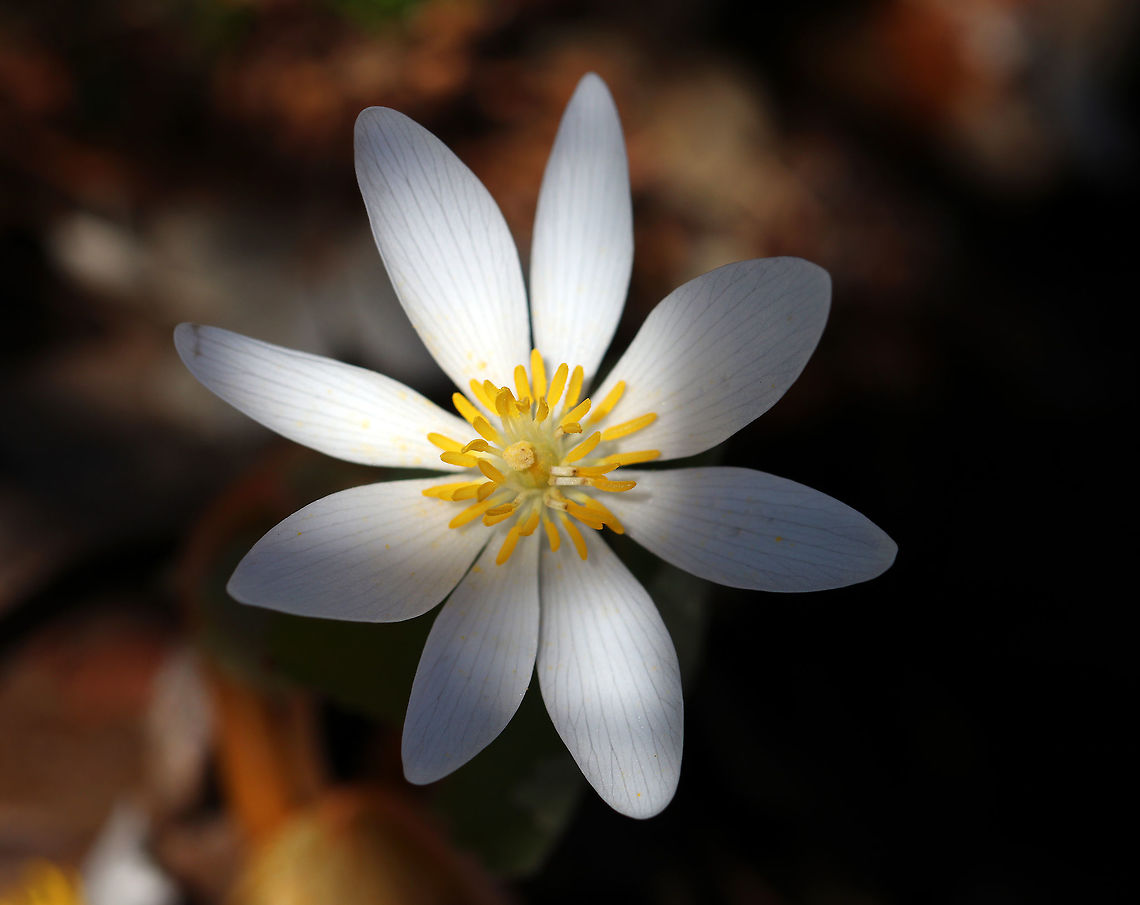Bloodroot - Sanguinaria canadensis A fragile spring flower that opens in full sunlight and then closes at night. The blood-red root was traditionally used as a dye in addition to many medicinal uses. But, it has toxic properties and is not recommended to be ingested.<br />
<br />
I think it&#039;s interesting that it opens in full sun (and it was a very sunny day), but the woods were soooo dark and it was only receiving dappled light.<br />
<figure class="photo"><a href="https://www.jungledragon.com/image/77913/bloodroot_-_sanguinaria_canadensis.html" title="Bloodroot - Sanguinaria canadensis"><img src="https://s3.amazonaws.com/media.jungledragon.com/images/3232/77913_thumb.jpg?AWSAccessKeyId=05GMT0V3GWVNE7GGM1R2&Expires=1759968010&Signature=zmrOcFUbILTlAYPrebQL6G3npfY%3D" width="200" height="152" alt="Bloodroot - Sanguinaria canadensis A fragile spring flower that opens in full sunlight and then closes at night. The blood-red root was traditionally used as a dye in addition to many medicinal uses. But, it has toxic properties and is not recommended to be ingested.<br />
<br />
I think it&#039;s interesting that it opens in full sun (and it was a very sunny day), but the woods were soooo dark and it was only receiving dappled light.<br />
https://www.jungledragon.com/image/77914/bloodroot_-_sanguinaria_canadensis.html<br />
https://www.jungledragon.com/image/77912/bloodroot_-_sanguinaria_canadensis.html Bloodroot,Geotagged,Sanguinaria canadensis,Spring,United States" /></a></figure><br />
<figure class="photo"><a href="https://www.jungledragon.com/image/77912/bloodroot_-_sanguinaria_canadensis.html" title="Bloodroot - Sanguinaria canadensis"><img src="https://s3.amazonaws.com/media.jungledragon.com/images/3232/77912_thumb.jpg?AWSAccessKeyId=05GMT0V3GWVNE7GGM1R2&Expires=1759968010&Signature=dydov3t4EXOGpxYDiiR1N2TXeLI%3D" width="200" height="156" alt="Bloodroot - Sanguinaria canadensis A fragile spring flower that opens in full sunlight and then closes at night. The blood-red root was traditionally used as a dye in addition to many medicinal uses. But, it has toxic properties and is not recommended to be ingested.<br />
<br />
I think it&#039;s interesting that it opens in full sun (and it was a very sunny day), but the woods were soooo dark and it was only receiving dappled light.<br />
https://www.jungledragon.com/image/77914/bloodroot_-_sanguinaria_canadensis.html<br />
https://www.jungledragon.com/image/77913/bloodroot_-_sanguinaria_canadensis.html Bloodroot,Geotagged,Sanguinaria canadensis,Spring,United States" /></a></figure> Bloodroot,Geotagged,Sanguinaria canadensis,Spring,United States