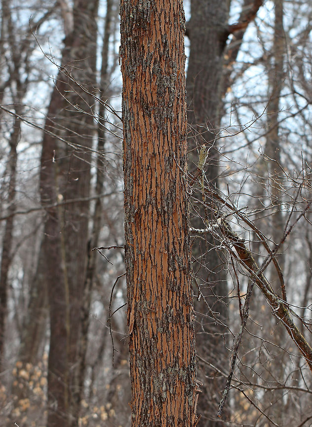 Woodpecker Damage (Flecking) I'm not sure what kind of tree this is, possibly Ash (Fraxinus sp.). It had extensive flecking caused by woodpeckers, which is a sign that the tree had lots of insect larvae. Of course, woodpeckers will attack nearly any tree with insect larvae, such extensive damage is often a sign of infestation with the dreaded Emerald Ash Borer (Agrilus planipennis). I also found plenty of exit holes, many of which were D-shaped.<br />
<br />
Habitat: deciduous forest<br />
<figure class="photo"><a href="https://www.jungledragon.com/image/77916/wood_boring_beetle_exit_hole_-_possibly_from_emerald_ash_borer_agrilus_planipennis.html" title="Wood Boring Beetle Exit Hole - Possibly from Emerald Ash Borer (Agrilus planipennis)"><img src="https://s3.amazonaws.com/media.jungledragon.com/images/3232/77916_thumb.jpg?AWSAccessKeyId=05GMT0V3GWVNE7GGM1R2&Expires=1763596810&Signature=%2BlIWBzadq0lfZ%2BIx85k1CQs2N08%3D" width="102" height="152" alt="Wood Boring Beetle Exit Hole - Possibly from Emerald Ash Borer (Agrilus planipennis) I'm not sure what kind of tree this is, possibly Ash (Fraxinus sp.). It had extensive flecking caused by woodpeckers, which is a sign that the tree had lots of insect larvae. Of course, woodpeckers will attack nearly any tree with insect larvae, such extensive damage is often a sign of infestation with the dreaded Emerald Ash Borer (Agrilus planipennis). I also found plenty of exit holes, many of which were D-shaped, as seen in this photo. Most native borers would have rounder holes. This exit hole was about 3.5 mm.<br />
https://www.jungledragon.com/image/77915/woodpecker_damage_flecking.html<br />
Geotagged,Spring,United States,beetle,emerald ash borer,exit holes,wood boring beetle exit hole" /></a></figure> Geotagged,Spring,United States,bronzing,flecking,signs of wildlife,woodpecker damage