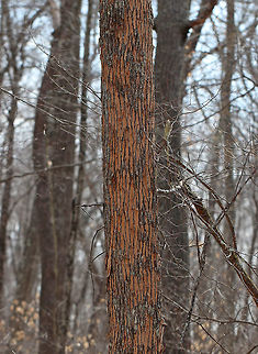 Woodpecker Damage (Flecking) I'm not sure what kind of tree this is, possibly Ash (Fraxinus sp.). It had extensive flecking caused by woodpeckers, which is a sign that the tree had lots of insect larvae. Of course, woodpeckers will attack nearly any tree with insect larvae, such extensive damage is often a sign of infestation with the dreaded Emerald Ash Borer (Agrilus planipennis). I also found plenty of exit holes, many of which were D-shaped.

Habitat: deciduous forest
https://www.jungledragon.com/image/77916/wood_boring_beetle_exit_hole_-_possibly_from_emerald_ash_borer_agrilus_planipennis.html Geotagged,Spring,United States,bronzing,flecking,signs of wildlife,woodpecker damage