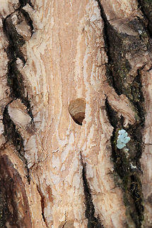 Wood Boring Beetle Exit Hole - Possibly from Emerald Ash Borer (Agrilus planipennis) I'm not sure what kind of tree this is, possibly Ash (Fraxinus sp.). It had extensive flecking caused by woodpeckers, which is a sign that the tree had lots of insect larvae. Of course, woodpeckers will attack nearly any tree with insect larvae, such extensive damage is often a sign of infestation with the dreaded Emerald Ash Borer (Agrilus planipennis). I also found plenty of exit holes, many of which were D-shaped, as seen in this photo. Most native borers would have rounder holes. This exit hole was about 3.5 mm.
https://www.jungledragon.com/image/77915/woodpecker_damage_flecking.html
 Geotagged,Spring,United States,beetle,emerald ash borer,exit holes,wood boring beetle exit hole