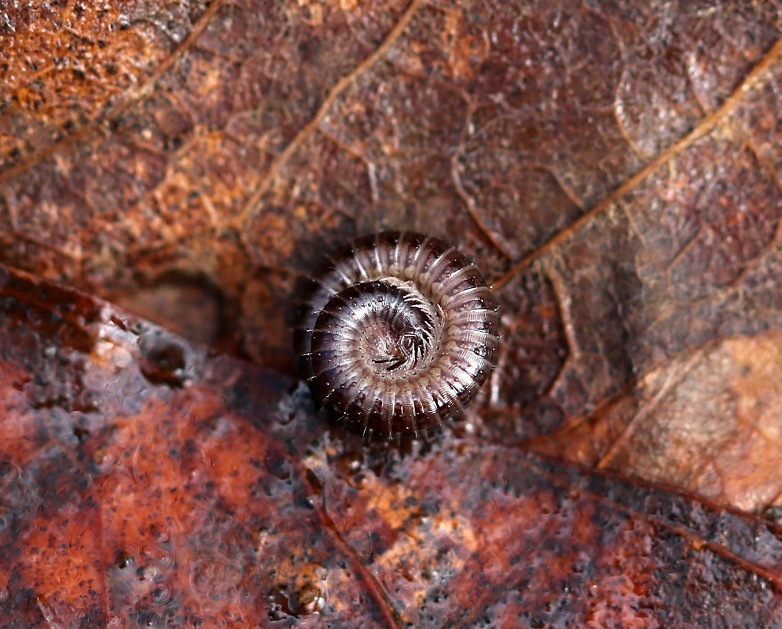 Millipede - Family Julidae(?) I found several of these brown millipedes curled up under a log<br />
<br />
Habitat: Hardwood forest Geotagged,Julida,Julidae,Spring,United States,millipede