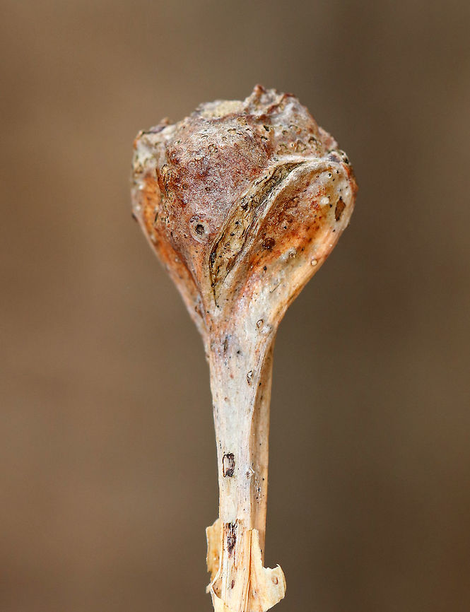 White Oak Club Gall - Callirhytis clavula Globular, terminal swellings on white oak (Quercus alba).<br />
<br />
Habitat: Hardwood forest<br />
<figure class="photo"><a href="https://www.jungledragon.com/image/77973/white_oak_club_gall_-_callirhytis_clavula.html" title="White Oak Club Gall - Callirhytis clavula"><img src="https://s3.amazonaws.com/media.jungledragon.com/images/3232/77973_thumb.jpg?AWSAccessKeyId=05GMT0V3GWVNE7GGM1R2&Expires=1769040010&Signature=XYtEM0OcqCBeNmZTR6bcq6xlp%2F0%3D" width="200" height="164" alt="White Oak Club Gall - Callirhytis clavula Globular, terminal swellings on white oak (Quercus alba).<br />
<br />
Habitat: Hardwood forest<br />
https://www.jungledragon.com/image/77971/white_oak_club_gall_-_callirhytis_clavula.html<br />
https://www.jungledragon.com/image/77972/white_oak_club_gall_-_callirhytis_clavula.html Callirhytis clavula,Geotagged,Spring,United States,White Oak Club Gall Wasp" /></a></figure><br />
<figure class="photo"><a href="https://www.jungledragon.com/image/77972/white_oak_club_gall_-_callirhytis_clavula.html" title="White Oak Club Gall - Callirhytis clavula"><img src="https://s3.amazonaws.com/media.jungledragon.com/images/3232/77972_thumb.jpg?AWSAccessKeyId=05GMT0V3GWVNE7GGM1R2&Expires=1769040010&Signature=o8MW0l1MLdnmpp%2BfxERGLZG3CGw%3D" width="200" height="154" alt="White Oak Club Gall - Callirhytis clavula Globular, terminal swellings on white oak (Quercus alba).<br />
<br />
Habitat: Hardwood forest<br />
https://www.jungledragon.com/image/77973/white_oak_club_gall_-_callirhytis_clavula.html<br />
https://www.jungledragon.com/image/77972/white_oak_club_gall_-_callirhytis_clavula.html Callirhytis clavula,Geotagged,Spring,United States,White Oak Club Gall Wasp" /></a></figure> Callirhytis,Callirhytis clavula,Cynipidae,Cynipidae gall,Geotagged,Spring,United States,White Oak Club Gall Wasp,gall,terminal twig swelling,wasp gall