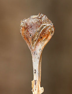 White Oak Club Gall - Callirhytis clavula Globular, terminal swellings on white oak (Quercus alba).

Habitat: Hardwood forest
https://www.jungledragon.com/image/77973/white_oak_club_gall_-_callirhytis_clavula.html
https://www.jungledragon.com/image/77972/white_oak_club_gall_-_callirhytis_clavula.html Callirhytis,Callirhytis clavula,Cynipidae,Cynipidae gall,Geotagged,Spring,United States,White Oak Club Gall Wasp,gall,terminal twig swelling,wasp gall