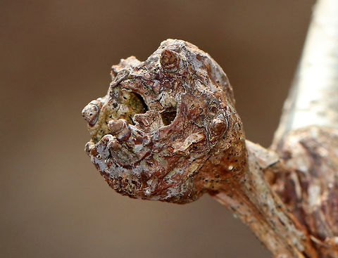 White Oak Club Gall - Callirhytis clavula Globular, terminal swellings on white oak (Quercus alba).

Habitat: Hardwood forest
https://www.jungledragon.com/image/77973/white_oak_club_gall_-_callirhytis_clavula.html
https://www.jungledragon.com/image/77972/white_oak_club_gall_-_callirhytis_clavula.html Callirhytis clavula,Geotagged,Spring,United States,White Oak Club Gall Wasp