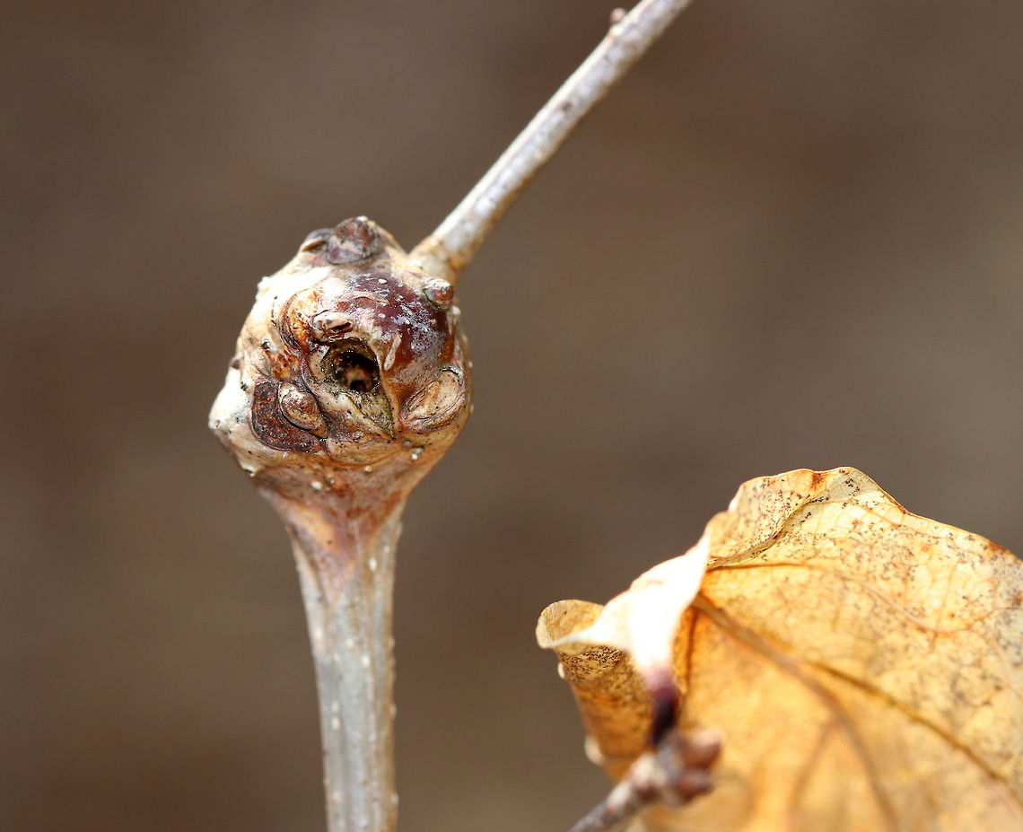 White Oak Club Gall - Callirhytis clavula Globular, terminal swellings on white oak (Quercus alba).<br />
<br />
Habitat: Hardwood forest<br />
<figure class="photo"><a href="https://www.jungledragon.com/image/77971/white_oak_club_gall_-_callirhytis_clavula.html" title="White Oak Club Gall - Callirhytis clavula"><img src="https://s3.amazonaws.com/media.jungledragon.com/images/3232/77971_thumb.jpg?AWSAccessKeyId=05GMT0V3GWVNE7GGM1R2&Expires=1759968010&Signature=FzzKB4jHtWaQYuuHijqMIrnYTo4%3D" width="118" height="152" alt="White Oak Club Gall - Callirhytis clavula Globular, terminal swellings on white oak (Quercus alba).<br />
<br />
Habitat: Hardwood forest<br />
https://www.jungledragon.com/image/77973/white_oak_club_gall_-_callirhytis_clavula.html<br />
https://www.jungledragon.com/image/77972/white_oak_club_gall_-_callirhytis_clavula.html Callirhytis,Callirhytis clavula,Cynipidae,Cynipidae gall,Geotagged,Spring,United States,White Oak Club Gall Wasp,gall,terminal twig swelling,wasp gall" /></a></figure><br />
<figure class="photo"><a href="https://www.jungledragon.com/image/77972/white_oak_club_gall_-_callirhytis_clavula.html" title="White Oak Club Gall - Callirhytis clavula"><img src="https://s3.amazonaws.com/media.jungledragon.com/images/3232/77972_thumb.jpg?AWSAccessKeyId=05GMT0V3GWVNE7GGM1R2&Expires=1759968010&Signature=mFdtCU3QNsF7nPe19UFciry59%2Bg%3D" width="200" height="154" alt="White Oak Club Gall - Callirhytis clavula Globular, terminal swellings on white oak (Quercus alba).<br />
<br />
Habitat: Hardwood forest<br />
https://www.jungledragon.com/image/77973/white_oak_club_gall_-_callirhytis_clavula.html<br />
https://www.jungledragon.com/image/77972/white_oak_club_gall_-_callirhytis_clavula.html Callirhytis clavula,Geotagged,Spring,United States,White Oak Club Gall Wasp" /></a></figure> Callirhytis clavula,Geotagged,Spring,United States,White Oak Club Gall Wasp