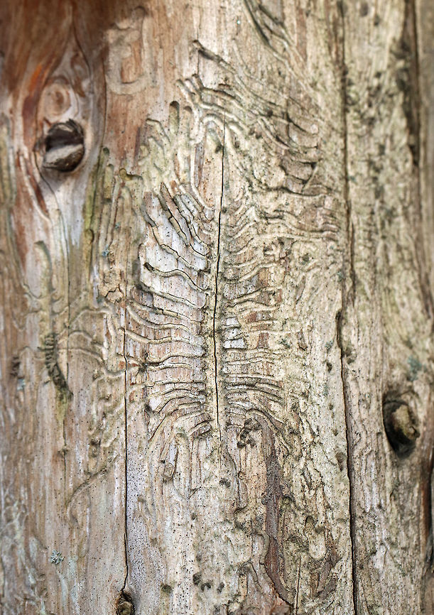 Bark Beetle Gallery (Curculionidae- Scolytus sp.) This beetle gallery kind of resembles a centipede. It has a central, linear, vertical tunnel that is parallel to the grain of the wood that was excavated by a female bark beetle. On both sides of this tunnel, she chewed egg niches, laying one egg in each.  When the eggs hatch, each larva feeds by continuing its own tunnel away from its mother's. The larvae eventually pupate and chew their way out of the bark as adults. <br />
<br />
Habitat: Dead wood in a mostly hardwood forest Geotagged,Spring,United States,bark beetle gallery,beetle galleries,beetle gallery,curculionidae,galleries,gallery,scolytus,signs of wildlife