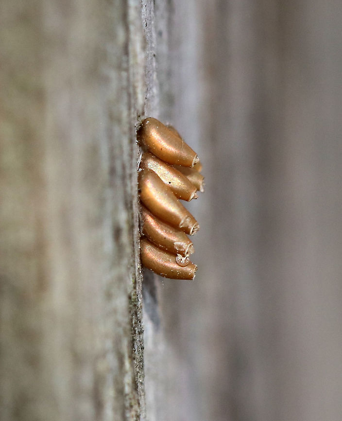 Eggs - Reduviidae I&#039;m not sure whose eggs these were. They were laid upright, were slightly tapered at the ends, were bronze, and had caps (most were gone though). <br />
<br />
Habitat: On a railing beside a wet, mostly deciduous forest.<br />
<figure class="photo"><a href="https://www.jungledragon.com/image/77976/eggs.html" title="Eggs"><img src="https://s3.amazonaws.com/media.jungledragon.com/images/3232/77976_thumb.jpg?AWSAccessKeyId=05GMT0V3GWVNE7GGM1R2&Expires=1769040010&Signature=32Hj2baCdK6GLsuVc%2BSUlyhQrko%3D" width="200" height="158" alt="Eggs I&#039;m not sure whose eggs these were. They were laid upright, were slightly tapered at the ends, were bronze, and had caps (most were gone though). I was thinking that they could be assassin bug (Reduviidae) eggs, but since the caps were mostly gone, I don&#039;t know if they had the ray-like projections on them. They could possibly be beetle eggs as well. So, for now they are a mystery.<br />
<br />
Habitat: On a railing beside a wet, mostly deciduous forest.<br />
https://www.jungledragon.com/image/77975/eggs.html<br />
 Eggs,Geotagged,Spring,United States" /></a></figure> Geotagged,Spring,United States,eggs,reduviidae