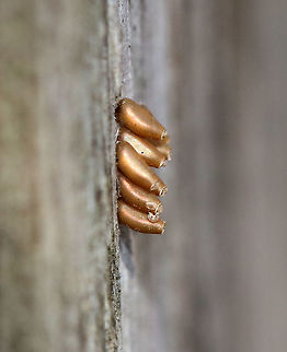 Eggs - Reduviidae I'm not sure whose eggs these were. They were laid upright, were slightly tapered at the ends, were bronze, and had caps (most were gone though). 

Habitat: On a railing beside a wet, mostly deciduous forest.
https://www.jungledragon.com/image/77976/eggs.html Geotagged,Spring,United States,eggs,reduviidae