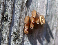 Eggs I'm not sure whose eggs these were. They were laid upright, were slightly tapered at the ends, were bronze, and had caps (most were gone though). I was thinking that they could be assassin bug (Reduviidae) eggs, but since the caps were mostly gone, I don't know if they had the ray-like projections on them. They could possibly be beetle eggs as well. So, for now they are a mystery.<br />
<br />
Habitat: On a railing beside a wet, mostly deciduous forest.<br />
https://www.jungledragon.com/image/77975/eggs.html<br />
Eggs,Geotagged,Spring,United States