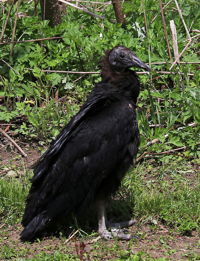 Black Vulture - Coragyps atratus Black Vultures are large, but compact raptors. They have small, bare, black heads with narrow but strongly hooked bills. Feathers are black, except for white patches on the underside of their wingtips. These birds are relative newcomers to Connecticut as they were once an exclusively southern species.<br />
<br />
Habitat: My son alerted me to the presence of this vulture in our yard by telling me that there was a &quot;black turkey&quot; hopping in the grass, lol.  The vulture hopped around a bit, and then sat on the edge of the road for several minutes before retreating into the brush. I thought it was weird that it didn&#039;t fly away, and am concerned it could be injured. So, I&#039;ll be checking out the brush later today to see if it is still in there.<br />
<figure class="photo"><a href="https://www.jungledragon.com/image/77981/black_vulture_blinking-_coragyps_atratus.html" title="Black Vulture (Blinking)- Coragyps atratus"><img src="https://s3.amazonaws.com/media.jungledragon.com/images/3232/77981_thumb.jpg?AWSAccessKeyId=05GMT0V3GWVNE7GGM1R2&Expires=1759968010&Signature=nKZd2tjdQWHE40gWooyEHA%2Fw6lc%3D" width="200" height="160" alt="Black Vulture (Blinking)- Coragyps atratus Black Vultures are large, but compact raptors. They have small, bare, black heads with narrow but strongly hooked bills. Feathers are black, except for white patches on the underside of their wingtips. These birds are relative newcomers to Connecticut as they were once an exclusively southern species.<br />
<br />
Habitat: My son alerted me to the presence of this vulture in our yard by telling me that there was a &quot;black turkey&quot; hopping in the grass, lol. The vulture hopped around a bit, and then sat on the edge of the road for several minutes before retreating into the brush. I thought it was weird that it didn&#039;t fly away, and am concerned it could be injured. So, I&#039;ll be checking out the brush later today to see if it is still in there.<br />
https://www.jungledragon.com/image/77980/black_vulture_-_coragyps_atratus.html<br />
 Black Vulture,Coragyps atratus,Geotagged,Spring,United States,vulture" /></a></figure> Black Vulture,Coragyps atratus,Geotagged,Spring,United States,vulture