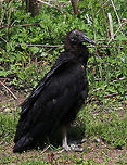 Black Vulture - Coragyps atratus Black Vultures are large, but compact raptors. They have small, bare, black heads with narrow but strongly hooked bills. Feathers are black, except for white patches on the underside of their wingtips. These birds are relative newcomers to Connecticut as they were once an exclusively southern species.<br />
<br />
Habitat: My son alerted me to the presence of this vulture in our yard by telling me that there was a "black turkey" hopping in the grass, lol.  The vulture hopped around a bit, and then sat on the edge of the road for several minutes before retreating into the brush. I thought it was weird that it didn't fly away, and am concerned it could be injured. So, I'll be checking out the brush later today to see if it is still in there.<br />
https://www.jungledragon.com/image/77981/black_vulture_blinking-_coragyps_atratus.html Black Vulture,Coragyps atratus,Geotagged,Spring,United States,vulture