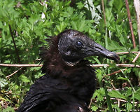 Black Vulture (Blinking)- Coragyps atratus Black Vultures are large, but compact raptors. They have small, bare, black heads with narrow but strongly hooked bills. Feathers are black, except for white patches on the underside of their wingtips. These birds are relative newcomers to Connecticut as they were once an exclusively southern species.<br />
<br />
Habitat: My son alerted me to the presence of this vulture in our yard by telling me that there was a "black turkey" hopping in the grass, lol. The vulture hopped around a bit, and then sat on the edge of the road for several minutes before retreating into the brush. I thought it was weird that it didn't fly away, and am concerned it could be injured. So, I'll be checking out the brush later today to see if it is still in there.<br />
https://www.jungledragon.com/image/77980/black_vulture_-_coragyps_atratus.html<br />
Black Vulture,Coragyps atratus,Geotagged,Spring,United States,vulture