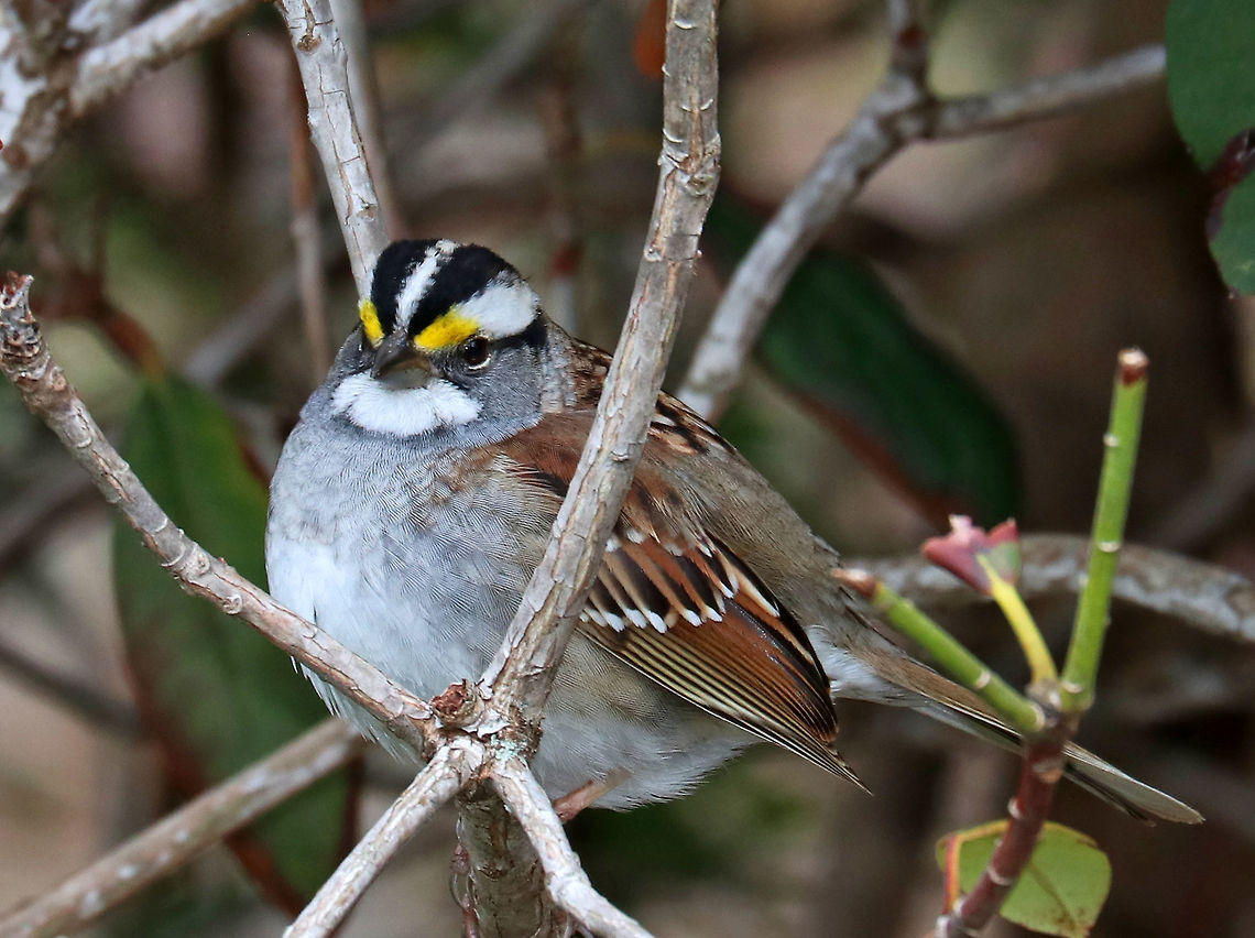 White-throated Sparrow -  Zonotrichia albicollis This cutie was hopping around in a bush that bordered a wooded backyard. It&#039;s feathers were so puffed up on this chilly morning!<br />
<br />
Habitat: Wooded backyard in a rural area<br />
<figure class="photo"><a href="https://www.jungledragon.com/image/78263/white-throated_sparrow_-_zonotrichia_albicollis.html" title="White-throated Sparrow - Zonotrichia albicollis"><img src="https://s3.amazonaws.com/media.jungledragon.com/images/3232/78263_thumb.jpg?AWSAccessKeyId=05GMT0V3GWVNE7GGM1R2&Expires=1759968010&Signature=JEEC0AAhr2BrRgLD%2Bec0kqRYWic%3D" width="200" height="142" alt="White-throated Sparrow - Zonotrichia albicollis Every time I snapped a shot, it would extend its neck and stare at me, lol.<br />
<br />
Habitat: Having a snack on top of the composter in a wooded backyard <br />
https://www.jungledragon.com/image/78261/white-throated_sparrow_-_zonotrichia_albicollis.html<br />
https://www.jungledragon.com/image/78262/white-throated_sparrow_-_zonotrichia_albicollis.html Geotagged,Spring,United States,White-throated sparrow,Zonotrichia albicollis" /></a></figure><br />
<figure class="photo"><a href="https://www.jungledragon.com/image/78262/white-throated_sparrow_-_zonotrichia_albicollis.html" title="White-throated Sparrow - Zonotrichia albicollis"><img src="https://s3.amazonaws.com/media.jungledragon.com/images/3232/78262_thumb.jpg?AWSAccessKeyId=05GMT0V3GWVNE7GGM1R2&Expires=1759968010&Signature=Jd3jjdeo0J0bvFblZmBUhcPUY8o%3D" width="200" height="132" alt="White-throated Sparrow - Zonotrichia albicollis This cutie was hopping around in a bush that bordered a wooded backyard. It&#039;s feathers were so puffed up on this chilly morning!<br />
<br />
Habitat: Wooded backyard in a rural area<br />
https://www.jungledragon.com/image/78261/white-throated_sparrow_-_zonotrichia_albicollis.html<br />
https://www.jungledragon.com/image/78263/white-throated_sparrow_-_zonotrichia_albicollis.html Geotagged,Spring,United States,White-throated sparrow,Zonotrichia albicollis" /></a></figure> Geotagged,Spring,United States,White-throated sparrow,Zonotrichia,Zonotrichia albicollis,bird,sparrow