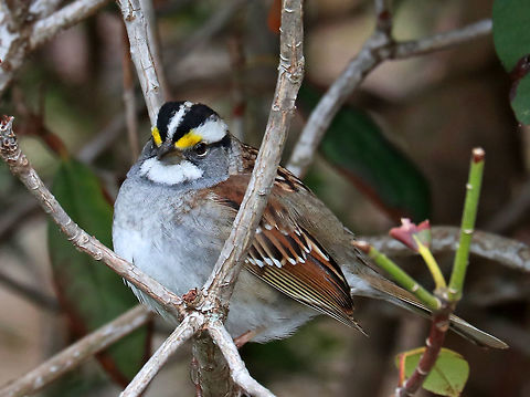 White-throated Sparrow -  Zonotrichia albicollis This cutie was hopping around in a bush that bordered a wooded backyard. It's feathers were so puffed up on this chilly morning!

Habitat: Wooded backyard in a rural area
https://www.jungledragon.com/image/78263/white-throated_sparrow_-_zonotrichia_albicollis.html
https://www.jungledragon.com/image/78262/white-throated_sparrow_-_zonotrichia_albicollis.html Geotagged,Spring,United States,White-throated sparrow,Zonotrichia,Zonotrichia albicollis,bird,sparrow