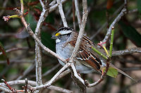 White-throated Sparrow - Zonotrichia albicollis This cutie was hopping around in a bush that bordered a wooded backyard. It's feathers were so puffed up on this chilly morning!<br />
<br />
Habitat: Wooded backyard in a rural area<br />
https://www.jungledragon.com/image/78261/white-throated_sparrow_-_zonotrichia_albicollis.html<br />
https://www.jungledragon.com/image/78263/white-throated_sparrow_-_zonotrichia_albicollis.html Geotagged,Spring,United States,White-throated sparrow,Zonotrichia albicollis