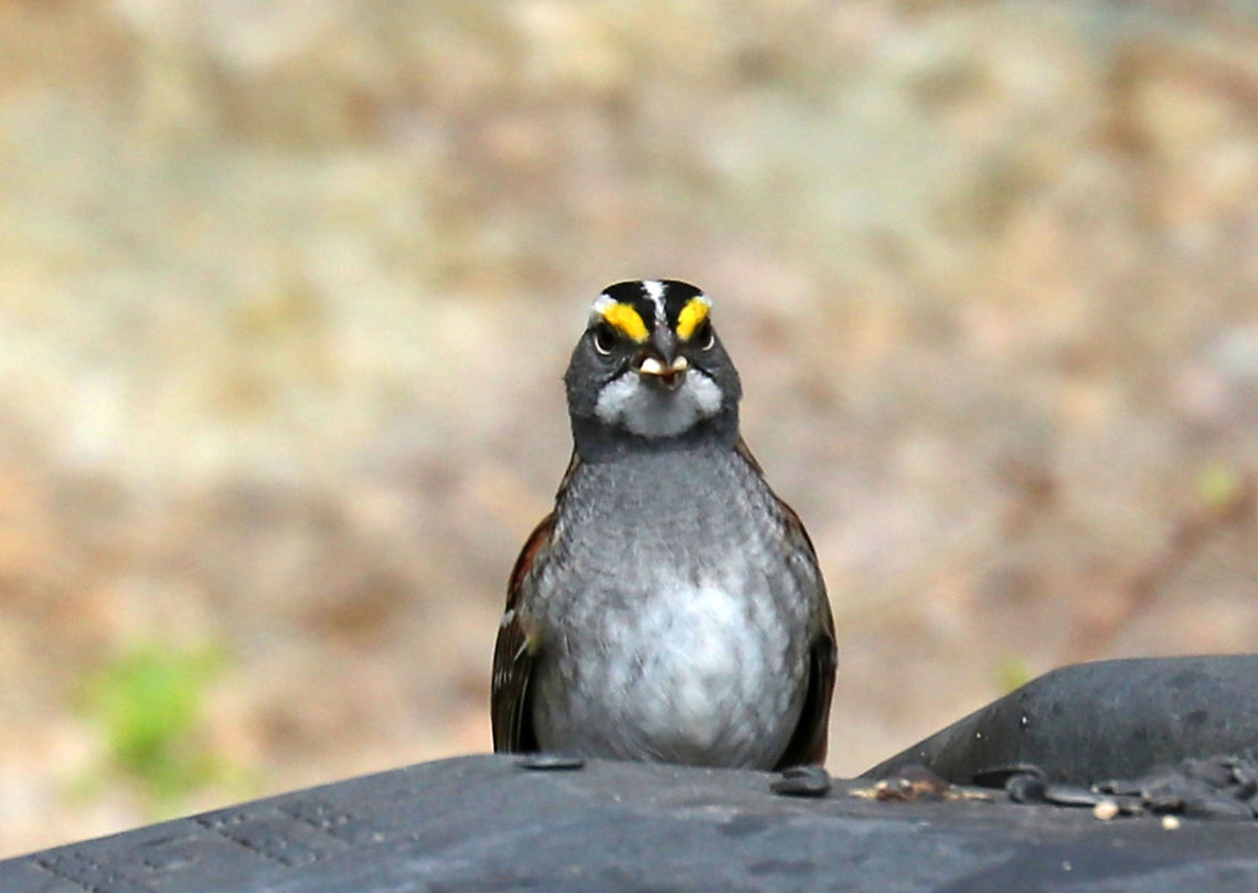 White-throated Sparrow - Zonotrichia albicollis Every time I snapped a shot, it would extend its neck and stare at me, lol.<br />
<br />
Habitat: Having a snack on top of the composter in a wooded backyard <br />
<figure class="photo"><a href="https://www.jungledragon.com/image/78261/white-throated_sparrow_-_zonotrichia_albicollis.html" title="White-throated Sparrow -  Zonotrichia albicollis"><img src="https://s3.amazonaws.com/media.jungledragon.com/images/3232/78261_thumb.jpg?AWSAccessKeyId=05GMT0V3GWVNE7GGM1R2&Expires=1759968010&Signature=DdO6wyqVq0XfscQu8lrJGDmQ1ZM%3D" width="200" height="150" alt="White-throated Sparrow -  Zonotrichia albicollis This cutie was hopping around in a bush that bordered a wooded backyard. It&#039;s feathers were so puffed up on this chilly morning!<br />
<br />
Habitat: Wooded backyard in a rural area<br />
https://www.jungledragon.com/image/78263/white-throated_sparrow_-_zonotrichia_albicollis.html<br />
https://www.jungledragon.com/image/78262/white-throated_sparrow_-_zonotrichia_albicollis.html Geotagged,Spring,United States,White-throated sparrow,Zonotrichia,Zonotrichia albicollis,bird,sparrow" /></a></figure><br />
<figure class="photo"><a href="https://www.jungledragon.com/image/78262/white-throated_sparrow_-_zonotrichia_albicollis.html" title="White-throated Sparrow - Zonotrichia albicollis"><img src="https://s3.amazonaws.com/media.jungledragon.com/images/3232/78262_thumb.jpg?AWSAccessKeyId=05GMT0V3GWVNE7GGM1R2&Expires=1759968010&Signature=Jd3jjdeo0J0bvFblZmBUhcPUY8o%3D" width="200" height="132" alt="White-throated Sparrow - Zonotrichia albicollis This cutie was hopping around in a bush that bordered a wooded backyard. It&#039;s feathers were so puffed up on this chilly morning!<br />
<br />
Habitat: Wooded backyard in a rural area<br />
https://www.jungledragon.com/image/78261/white-throated_sparrow_-_zonotrichia_albicollis.html<br />
https://www.jungledragon.com/image/78263/white-throated_sparrow_-_zonotrichia_albicollis.html Geotagged,Spring,United States,White-throated sparrow,Zonotrichia albicollis" /></a></figure> Geotagged,Spring,United States,White-throated sparrow,Zonotrichia albicollis