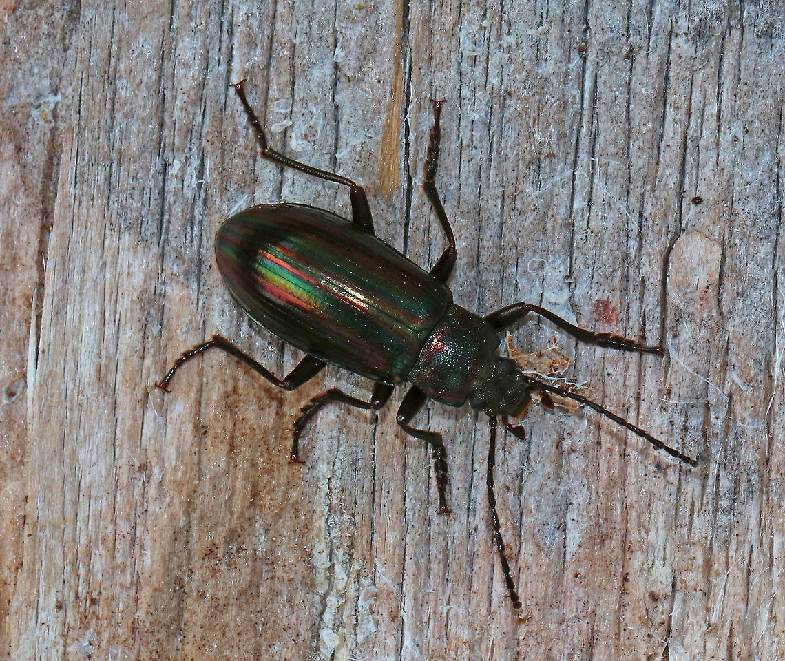 Darkling Beetle - Tarpela micans TL: ~15 mm. Elongate, blackish beetle with rainbow sheen on elytra. Pronotum coarsely punctate.<br />
<br />
Habitat: Under a rotting log in a rural, wooded backyard<br />
<figure class="photo"><a href="https://www.jungledragon.com/image/78268/darkling_beetle_-_tarpela_micans.html" title="Darkling Beetle - Tarpela micans"><img src="https://s3.amazonaws.com/media.jungledragon.com/images/3232/78268_thumb.jpg?AWSAccessKeyId=05GMT0V3GWVNE7GGM1R2&Expires=1759968010&Signature=IWp%2BfWQYOTzlnAf9m9IuPg1US08%3D" width="200" height="148" alt="Darkling Beetle - Tarpela micans TL: ~15 mm. Elongate, blackish beetle with rainbow sheen on elytra. Pronotum coarsely punctate.<br />
<br />
Habitat: Under a rotting log in a rural, wooded backyard<br />
https://www.jungledragon.com/image/78267/darkling_beetle_-_tarpela_micans.html Geotagged,Spring,Tarpela micans,United States,beetle" /></a></figure> Geotagged,Spring,Tarpela micans,Tenebrionidae,United States,beetle,tarpela