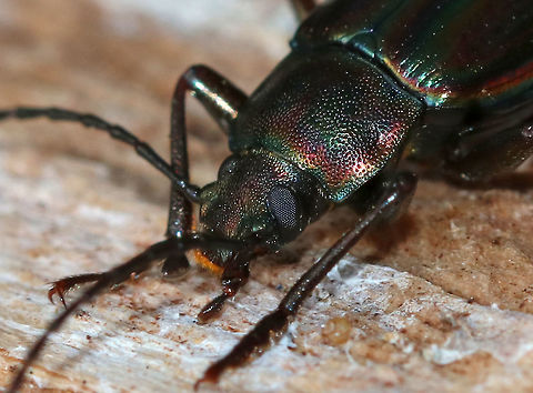Darkling Beetle - Tarpela micans TL: ~15 mm. Elongate, blackish beetle with rainbow sheen on elytra. Pronotum coarsely punctate.

Habitat: Under a rotting log in a rural, wooded backyard
https://www.jungledragon.com/image/78267/darkling_beetle_-_tarpela_micans.html Geotagged,Spring,Tarpela micans,United States,beetle
