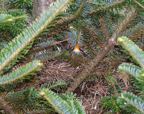 American Robin - Turdus migratorius American Robins are large songbirds with a round body, long legs, and a long tail. They have gray wings with orange-brown underparts and black heads. 

Habitat: Rural, wooded backyard American Robin,Geotagged,Spring,Turdus,Turdus migratorius,United States,bird,bird nest,nest,robin