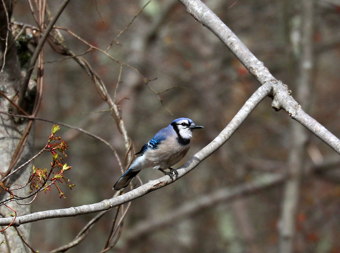 Blue Jay - Cyanocitta cristata This blue jay was part of a pair. The male was chasing around the female.  She would flutter her wings dramatically and then he would feed her. It was so sweet &lt;3<br />
<br />
Habitat: Rural yard<br />
<figure class="photo"><a href="https://www.jungledragon.com/image/78275/blue_jays_-_cyanocitta_cristata.html" title="Blue Jays - Cyanocitta cristata"><img src="https://s3.amazonaws.com/media.jungledragon.com/images/3232/78275_thumb.jpg?AWSAccessKeyId=05GMT0V3GWVNE7GGM1R2&Expires=1759968010&Signature=Hi70i3IZNZf31Lj240%2BROFgRgVA%3D" width="200" height="156" alt="Blue Jays - Cyanocitta cristata Here is the pair...The male was chasing around the female. She would flutter her wings dramatically, and then he would feed her.  It was so sweet &lt;3<br />
<br />
Habitat: Rural yard<br />
https://www.jungledragon.com/image/78273/blue_jay_-_cyanocitta_cristata.html Blue jay,Cyanocitta cristata,Geotagged,Spring,United States" /></a></figure> Blue jay,Cyanocitta,Cyanocitta cristata,Geotagged,Spring,United States,bird,blue