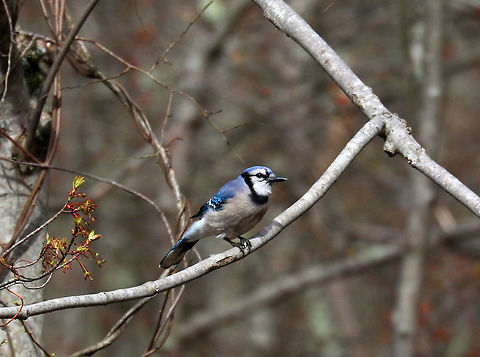 Blue Jay - Cyanocitta cristata This blue jay was part of a pair. The male was chasing around the female.  She would flutter her wings dramatically and then he would feed her. It was so sweet <3
Habitat: Rural yard
https://www.jungledragon.com/image/78275/blue_jays_-_cyanocitta_cristata.html Blue jay,Cyanocitta,Cyanocitta cristata,Geotagged,Spring,United States,bird,blue