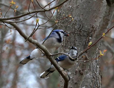 Blue Jays - Cyanocitta cristata Here is the pair...The male was chasing around the female. She would flutter her wings dramatically, and then he would feed her.  It was so sweet <3

Habitat: Rural yard
https://www.jungledragon.com/image/78273/blue_jay_-_cyanocitta_cristata.html Blue jay,Cyanocitta cristata,Geotagged,Spring,United States