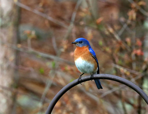 Eastern Bluebird - Sialia sialis This bluebird was checking out a nesting box. It sat on this hook watching the box, then would fly over to it, peek in, leave, and repeat.  Finally, it decided the box was worthy and brought a single twig into it. Last year, bluebirds nested in this same box, but another bird came in and killed the bluebird, then made its own nest on top of the dead bird. Opening up the box at the end of the season to clean it out was so disgusting and sad. I hope the bluebirds can survive and defend their nest this year.

Habitat: Rural yard

 Eastern Bluebird,Geotagged,Sialia sialis,Spring,United States,bird,blue,bluebird
