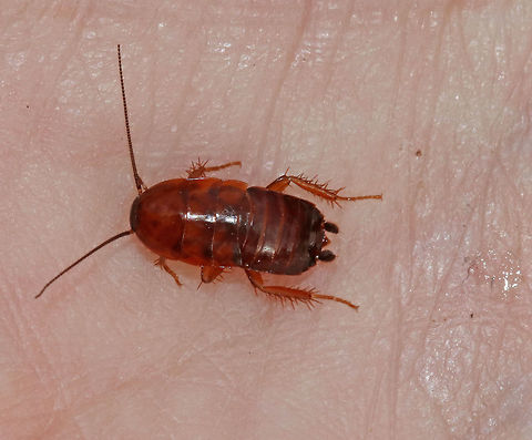 Pennsylvania Wood Cockroach Nymph - Parcoblatta pennsylvanica This cockroach wasn't as fast as they usually are, perhaps because it was such a cold day. It did "pee" on me though, as you can see from the wet spot on my hand.  I guess I deserve no less for handling it ;P

Habitat: Under a rock in a rural, wooded yard Geotagged,Parcoblatta pensylvanica,Pennsylvania wood cockroach,Spring,United States,cockroach,cockroach nymph,nymph